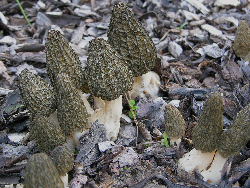 Morchella conica var.costata.